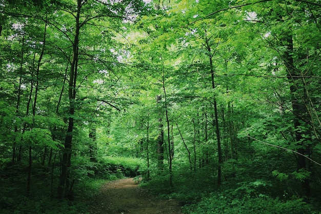 empty walkway amidst trees in forest