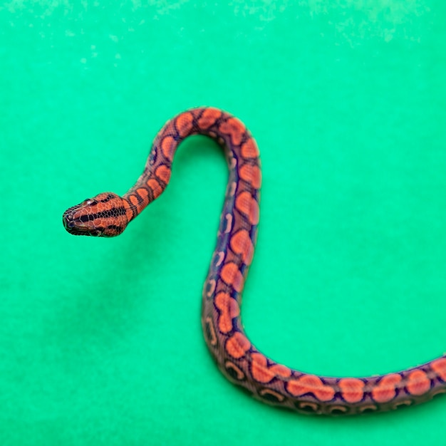 Epicrates cenchria is a boa species endemic to Central and South America. Common names include the rainbow boa, and slender boa.