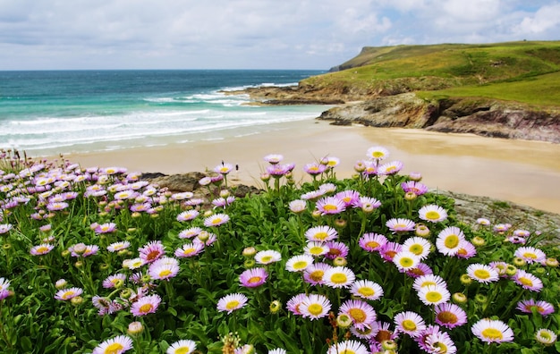 flowers blooming by seaside