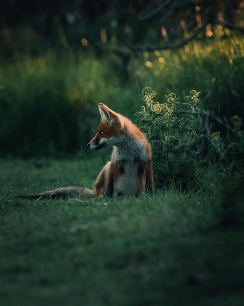 fox sitting in a field