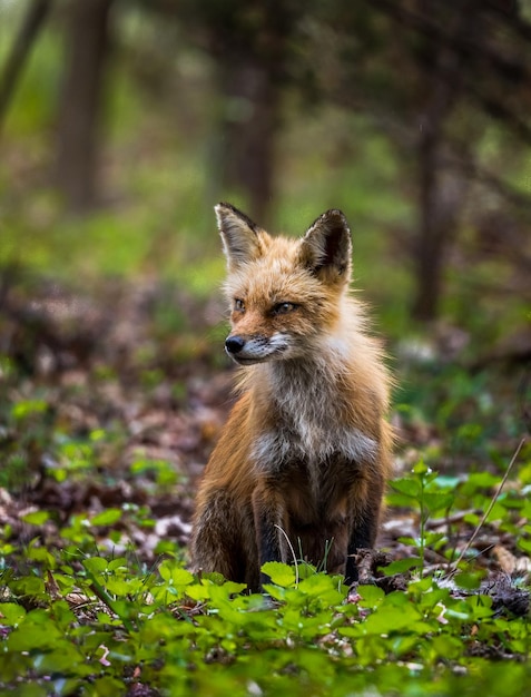 fox standing on field