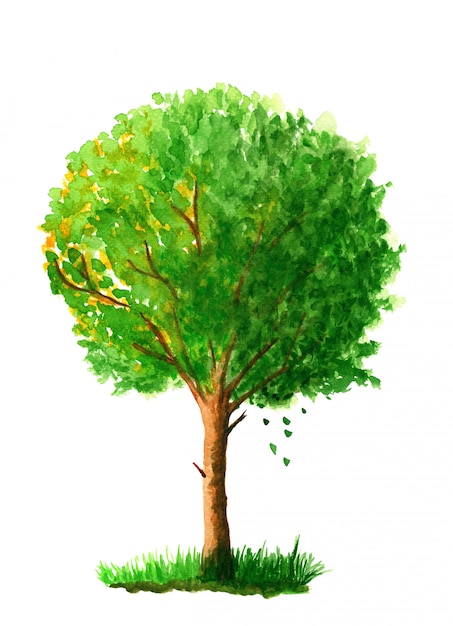 Garden tree isolated