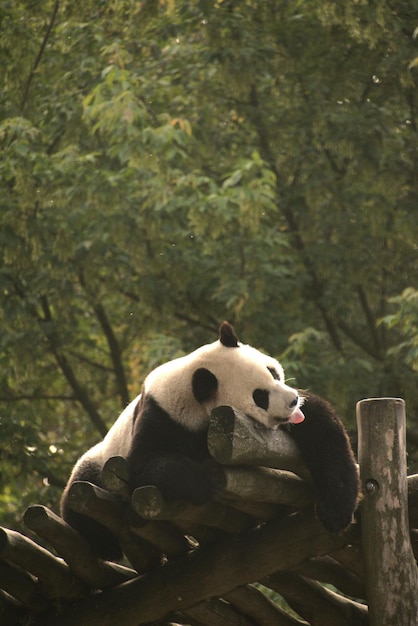 Gấu Nâu Bắt Cá Hồi