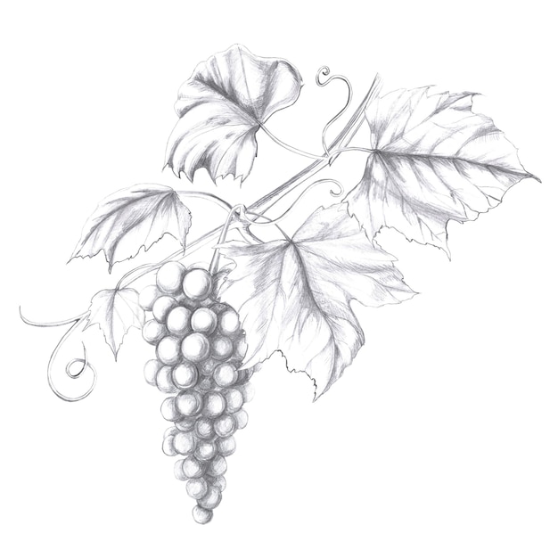 grapevine with berries isolated pencil illustration in realistic style for design of alcoholic