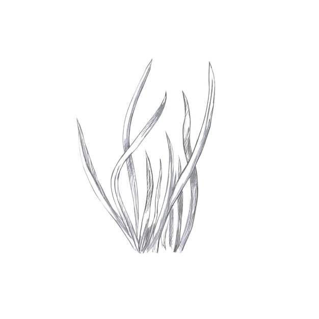 Grass growing in a bunch isolated pencil illustration for book design interior logo creation poster