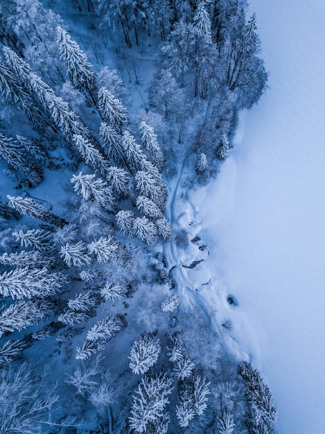 High angle view of snow covered pine trees