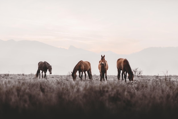 horses on field against sky