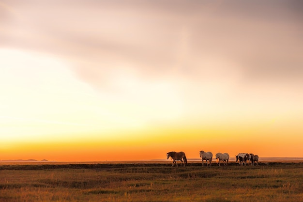 horses walking on field against orange sky