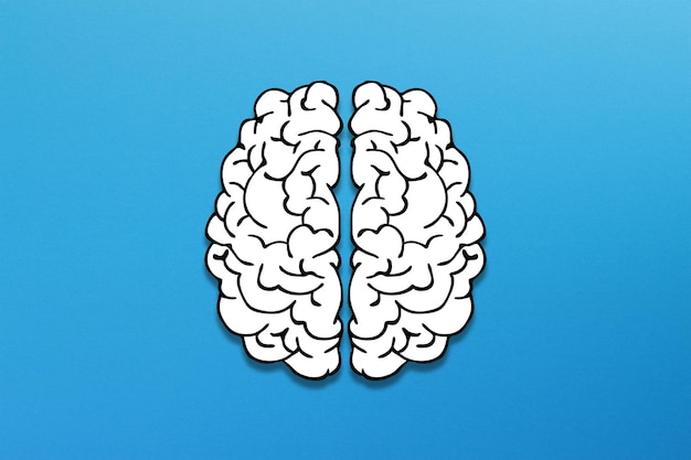 Human brain made of paper isolated on blue background