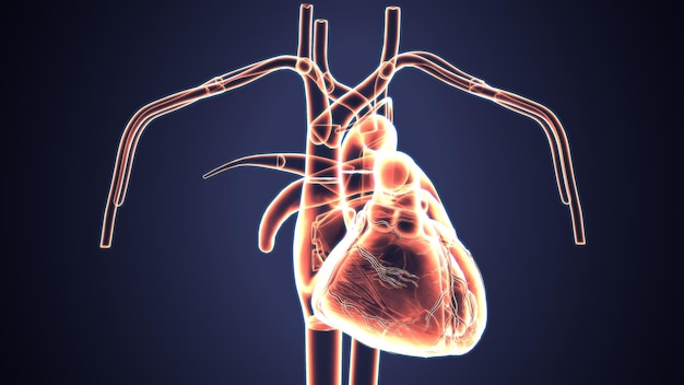 human male muscle anatomy 3d illustration