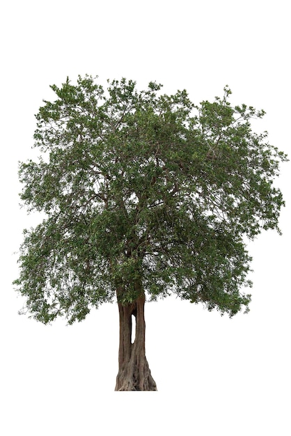 isolated tree on white background
