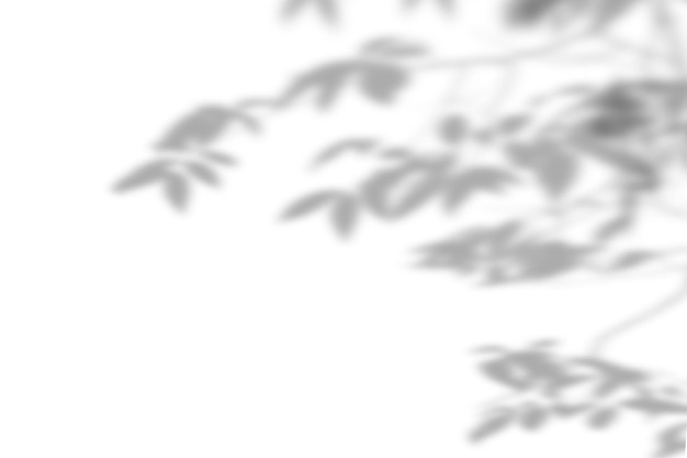 Leaves shadow and stems of tree pattern background on white concrete wall texture,