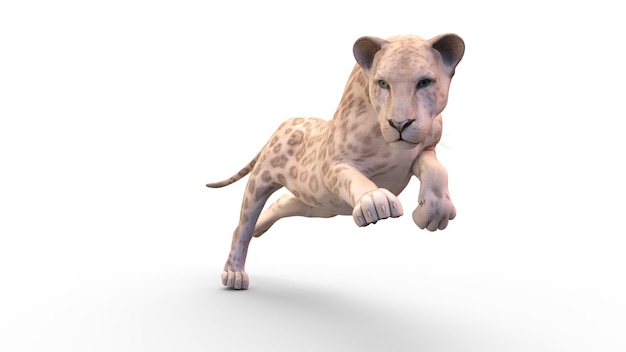 Leopard animal on white background