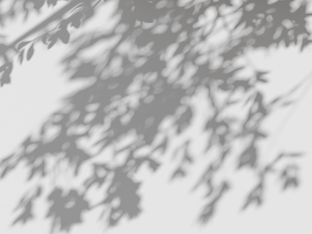 Light and shadow play of leaves on a clean background