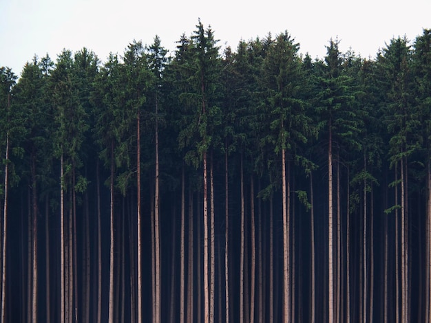 low angle view of pine trees in forest