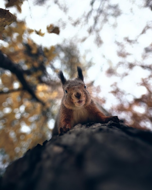low angle view of squirrel on tree trunk