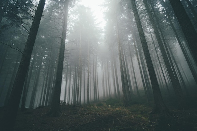 low angle view of trees in forest in foggy weather