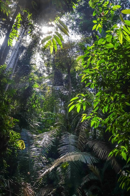 low angle view of trees in forest