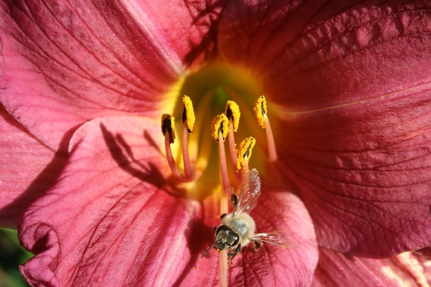 Macro shot of pink flower