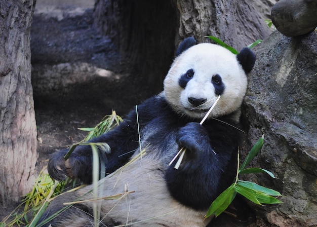Panda bear eating