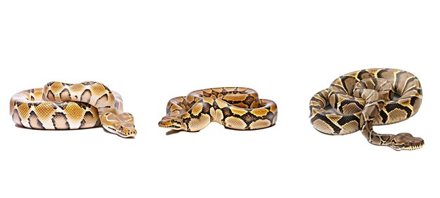 phần mềm python hình minh họa dữ liệu công nghệ phát triển chương trình internet web phần mềm python