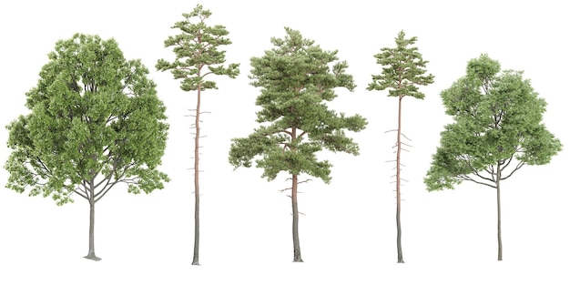 Pinus sylvestris plants isolated on white background tropical trees isolated used for architecture