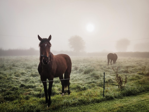 portrait of horse standing on field against sky