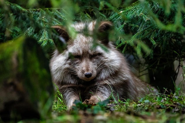 portrait of polar fox lying under a tree