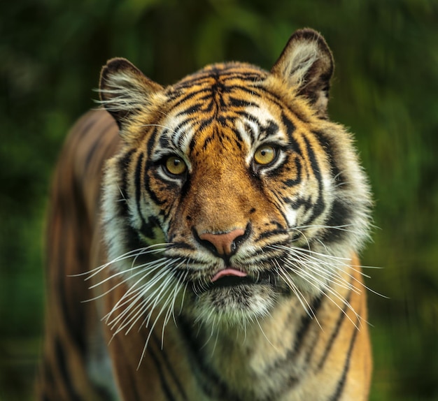 portrait of tiger licking lips