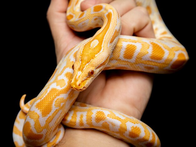 Python molurus bivitattus is one of the largest species of snakes