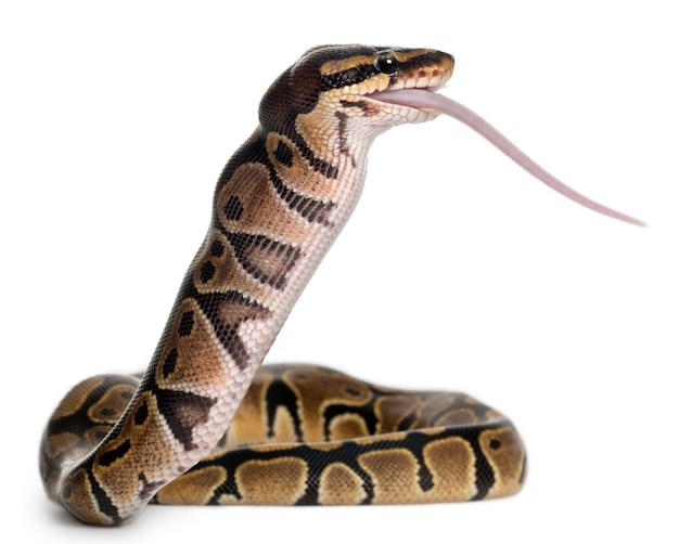 Python Royal python, ball python - Python regius  eating a mouse