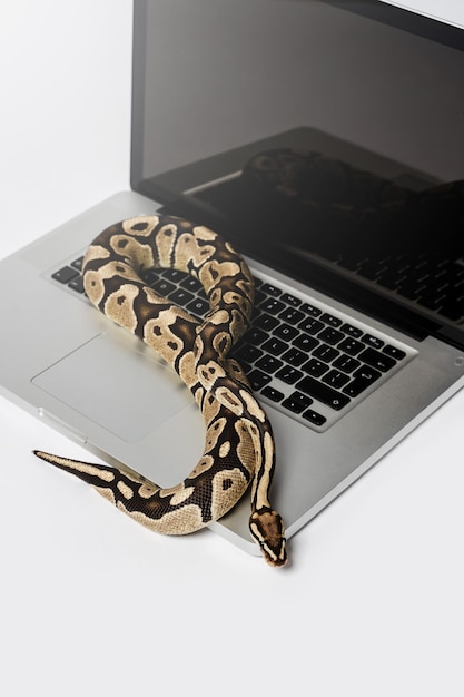 Real python snake and laptop computer Concept of using highlevel programming language for software engineering