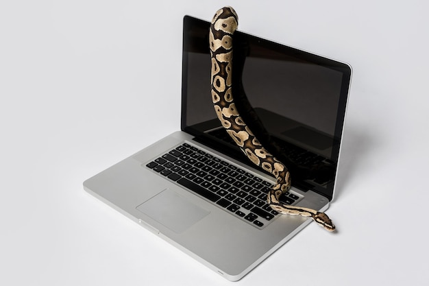 Real python snake and laptop computer Concept of using highlevel programming language for software engineering
