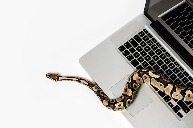 Real python snake and laptop computer Concept of using highlevel programming language for software engineering