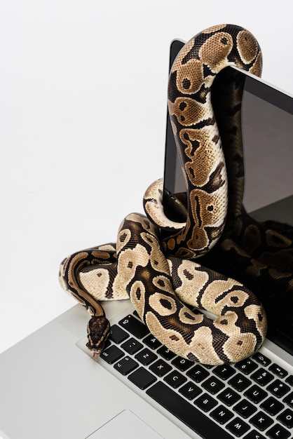 Real python snakes and laptop computer Concept of using highlevel programming language for software engineering