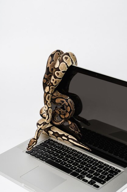 Real python snakes and laptop computer Concept of using highlevel programming language for software engineering