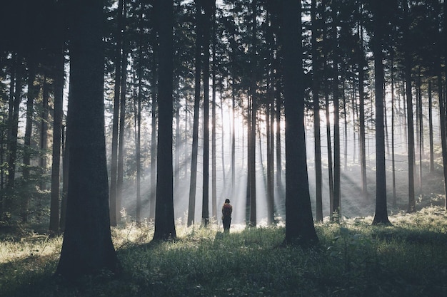 rear view of person standing amidst trees in forest