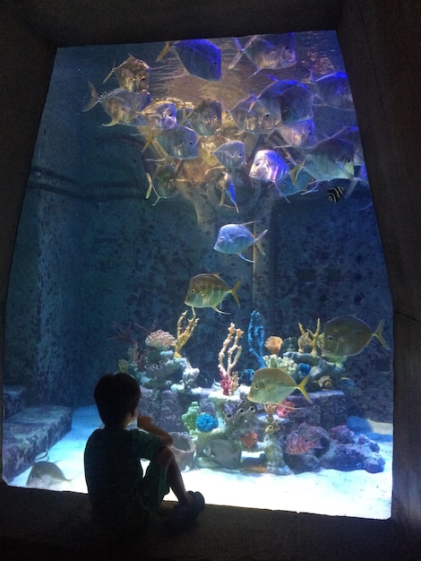Rear view of woman looking at aquarium