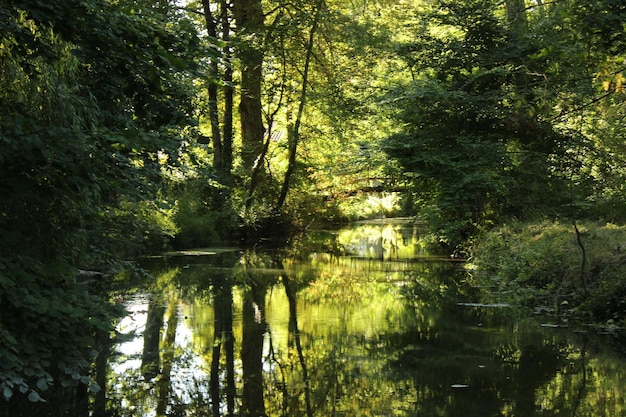 reflection of trees in calm lake