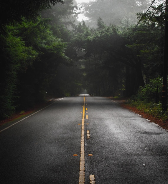 road amidst pine trees
