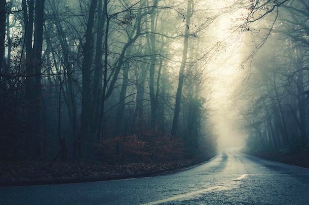 road in forest during winter