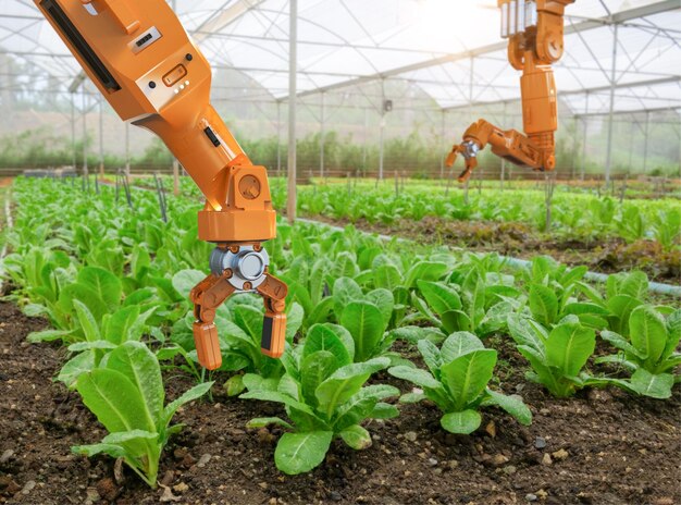 Robotic arm harvest lettuce in farm