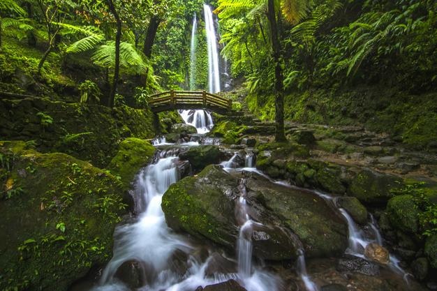 scenic view of waterfall in the forest