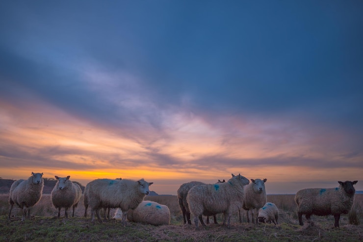 Photo sheep in a field