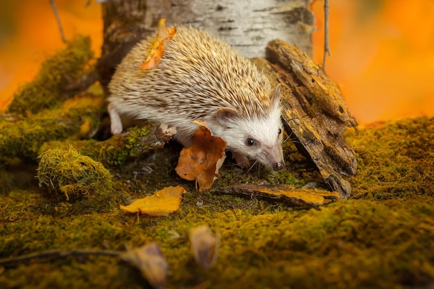 small african pygmy hedgehog