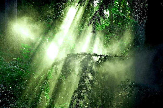 sunlight streaming through trees in forest