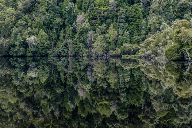 symmetry view of trees in forest by lake