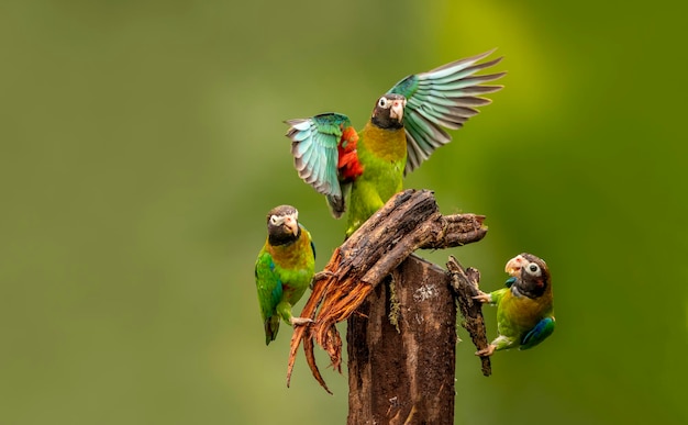 the browncapped parrot is a species of bird in the subfamily arinae of the family psittacidae which are african and new world parrots it is found from mexico to colombia