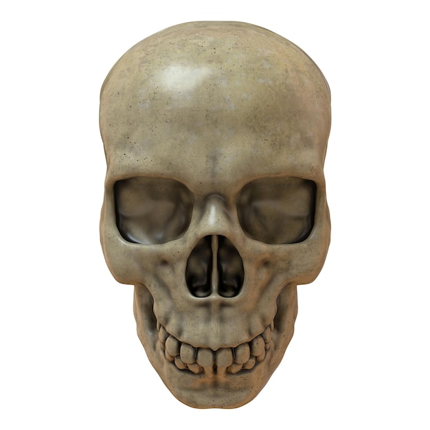 the human skull