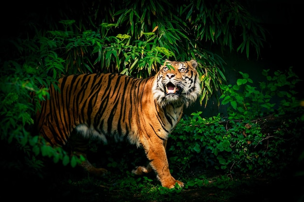 tiger in forest